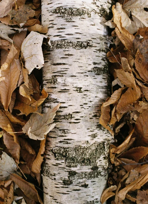Парфюм 'Il Sottobosco' Zegna — снимка 4